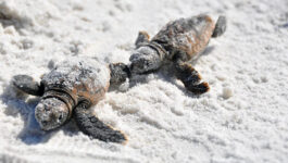 2 baby sea turtles