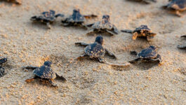Florida seeks to toughen laws on poaching of sea turtle eggs