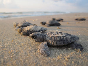 baby sea turtles turtle facts