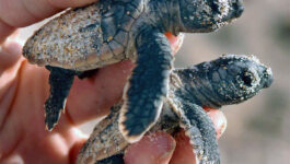 Baby Loggerhead turtles are helped from their nest and to the ocean by volunteer Chris Witmer of the Sea Turtle Conservation League of Singer Island, following a nest hatching in July. Staff photo/Scott Fisher.