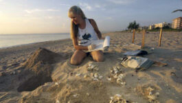 Volunteers patrol beaches in effort to protect sea turtles