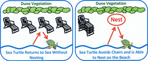 sea turtle dune vegetation