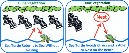 dune vegetation sea turtles