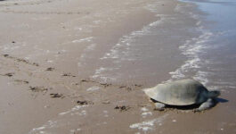 Battered beaches endanger sea turtles