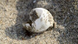 A sea turtle egg by a fresh nest in Singer Island. photo by Palm Beach Post