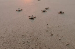 Green sea turtle hatchlings head to the ocean by Gumbo Limbo Nature Center. PHOTO: CEDRIC ANGELES