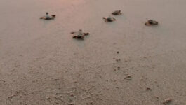 Green sea turtle hatchlings head to the ocean by Gumbo Limbo Nature Center. PHOTO: CEDRIC ANGELES