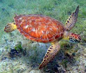 green sea turtle