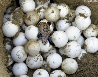 Sea Turtle Eggs - how to help