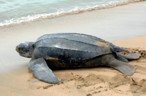 Leatherback sea turtle