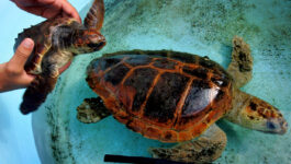 The populations of loggerhead sea turtles like these have declined around the world, including Florida. photo by David Silverman