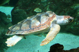 Loggerhead sea turtle