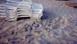 lounge chairs on beach