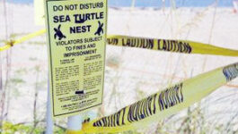 sea turtle sign and caution tape