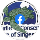 Sea Turtle Conservation League of Singer Island on Facebook