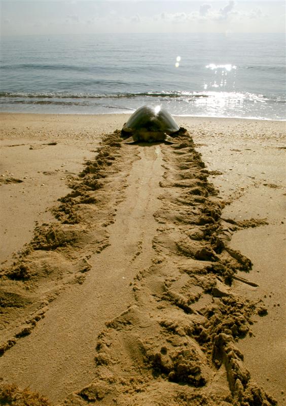 adult female Green Sea turtle heads for the ocean after laying her eggs on Singer Island