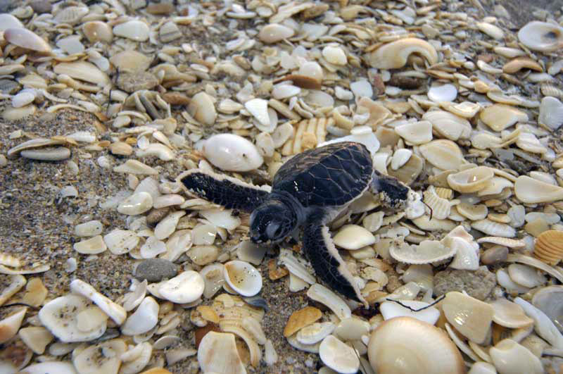 singer island baby sea turtle