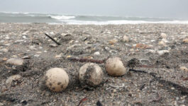 Storms destroying sea turtle nests