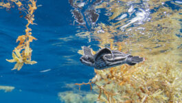 Swimming with Sea Turtles, photo by Lazaro Ruda